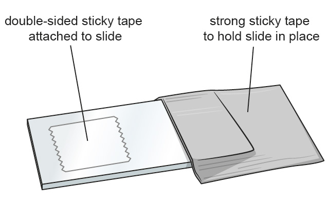 Microscope slide with tape illustration