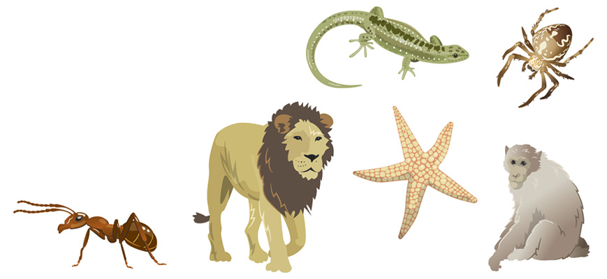 Various animals illustration