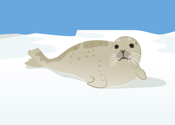 Arctic seal illustration