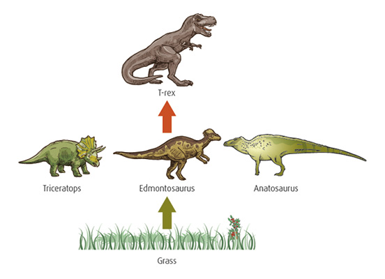 Dinosaur meal hierarchy illustration