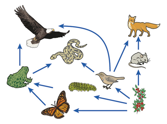 Food chain illustration