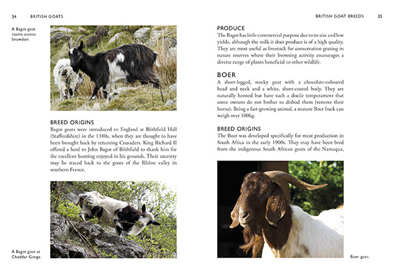 Gallery image for SLI 864 British goats spread