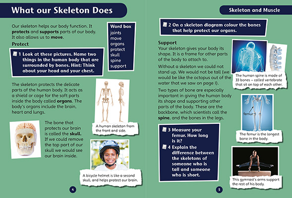 Gallery image for Science bug skeleton and muscles spread